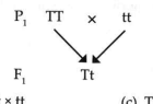 Study the given monohybrid cross