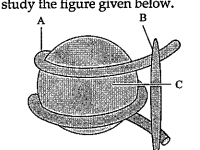 What does the given structure represents.