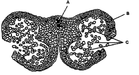 The following is the diagram of TS of anther . Identify the parts labelled A B and C