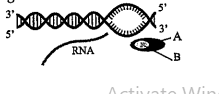 The given diagram reprsent one of the steps in the process of transcription in bacteria . Identify the step and label A and B marked in the figure