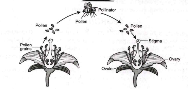 The process shown in the figure is known as: