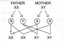 What is the probability of male child in this fertilisation ?