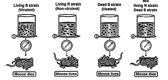 The experiment in the image below was done by which of the following scientist ?