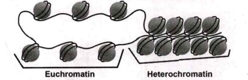 Which of the following chromatins is transcriptionally more active ?