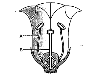 What are A and B in the following figure ?