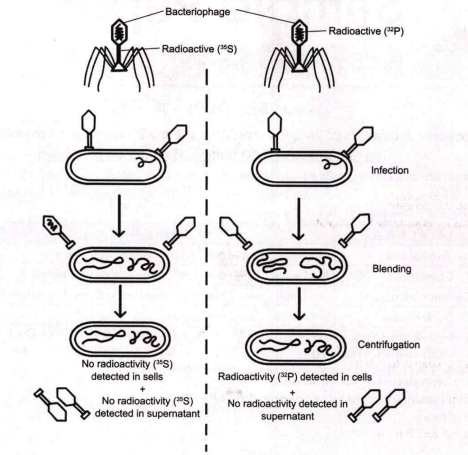 Which of the following scientist performed the experiment shown below ?