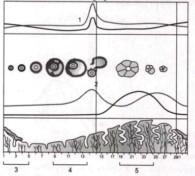 The figure given below shown the events occurring during a menstrual cycle with few events marked as 1,2,3,4 and 5. Which of the following options shown the correct events?