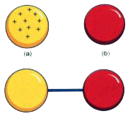 When a charged metal sphere of +10 charges is connected to a neutral body, what would be the charge on both the bodies after connecting (Fig. B)? Which principle helped you to come to the reasoning? In which direction would the charges flow? a to b or b to a? Why?