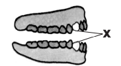 The teeth which are marked X in the given figure are known as