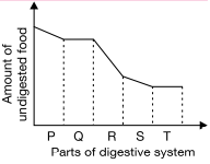 The given graph shows the changes in amount of undigested food as it progresses through the alimentary canal.     Select the INCORRECT option regarding the parts labelled as P, Q, R, S and T.