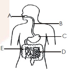 A, B, C, D and E in the given diagram are parts of the digestive system. Identify the parts where digestive juices are not present