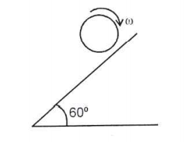 A cylinder is rotated clockwise and lowered slowly on a rough inclined plane with (mu = 0.8). then :