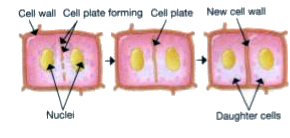 Observe the figure and answer the questions that follow.       Name whether this type of cell division takes place in plants or animals and why?