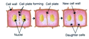 Observe the figure and answer the questions that follow.       Name and explain the phase of cell division that is shown.