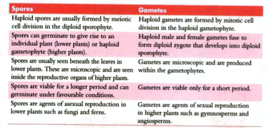 ocr_image