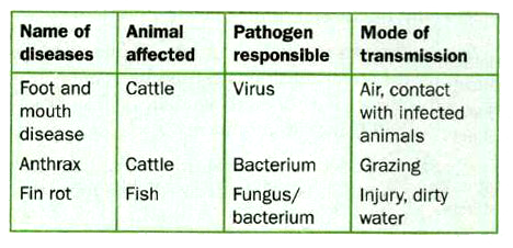 Name three diseases caused in animals by the action of microbes and their  mode of transmission.