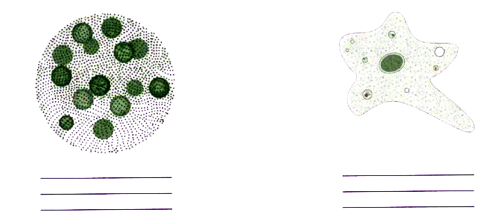 Write any three points of difference between the two microorganisms shown below.