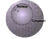 Cytoplasm is the region of the cell located between the plasma membrane and nuclear  envelope. Cytoplasm is a living , colourless, semi-liquid   and homogenous substance. It  occupies a major part  of the  cell and it is constantly moving. The cytoplasm  is a jelly - like substance that makes up the major part of the inside of a cell. Look at the figure below and try to answer  the following questions        Where does the cytoplasm present in a cell ?