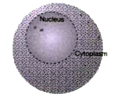 Cytoplasm is the region of the cell located between the plasma membrane and nuclear  envelope. Cytoplasm is a living , colourless, semi-liquid   and homogenous substance. It  occupies a major part  of the  cell and it is constantly moving. The cytoplasm  is a jelly - like substance that makes up the major part of the inside of a cell. Look at the figure below and try to answer  the following questions        Give the name of two cellular components that are present in the cytoplasm of the cell