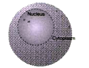 Cytoplasm is the region of the cell located between the plasma membrane and nuclear  envelope. Cytoplasm is a living , colourless, semi-liquid   and homogenous substance. It  occupies a major part  of the  cell and it is constantly moving. The cytoplasm  is a jelly - like substance that makes up the major part of the inside of a cell. Look at the figure below and try to answer  the following questions        Explain the main function of the cytoplsam