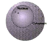 Cytoplasm is the region of the cell located between the plasma membrane and nuclear  envelope. Cytoplasm is a living , colourless, semi-liquid   and homogenous substance. It  occupies a major part  of the  cell and it is constantly moving. The cytoplasm  is a jelly - like substance that makes up the major part of the inside of a cell. Look at the figure below and try to answer  the following questions        Where does nucleus present in the cell ?