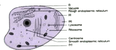 Direction for questions: Answer questions based on your understanding  of the following diagram given below :       Discuss few striking features between plant and animal cells