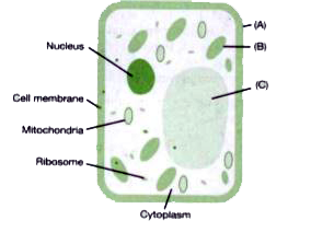 In a plant cell, cells are made up of different components enclosed in a  membrane provide shape to plants and animals. Cell wall is the outer  covering in the plant cell which