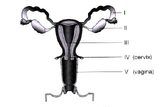 In humans, the female reproductive system mainly comprises of a pair of ovaries, a pair of oviducts and a uterus. Read the diagram and try to answer the questions.      Label the parts I, II, III.