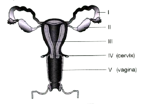 In humans, the female reproductive system mainly comprises of a pair of ovaries, a pair of oviducts and a uterus. Read the diagram and try to answer the questions.      Name the organs which produces female gametes.