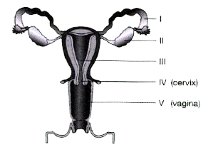 In humans, the female reproductive system mainly comprises of a pair of ovaries, a pair of oviducts and a uterus. Read the diagram and try to answer the questions.      Explain menstruation.