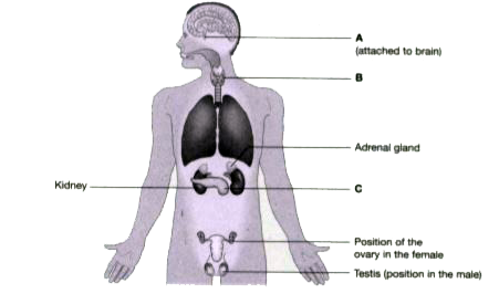Hormones play a vital role in regulating the growth, development, behavioral development and reproduction . Our body produces about 30 hormones that remain active in our body. Kindly check the diagram and try to answer the questions below :      Name the gland which is present in the throat of both males and females and produces a hormone called thyroxine.