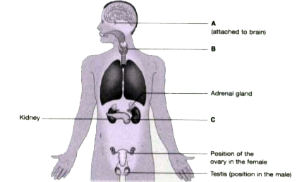 Hormones play a vital role in regulating the growth, development, behavioral development and reproduction . Our body produces about 30 hormones that remain active in our body. Kindly check the diagram and try to answer the questions below :      Name the hormone produced by label (C). Also, state its function.