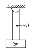 A block of mass 2m is hanging at the lower and of a ropeof mass m and length the l, the other end being fixed to the ceililng. A pulse of wavelength lamda(0) is produced at the lower of the rope.       The wavelength of the pulse when it reaches the other end of the rope is :