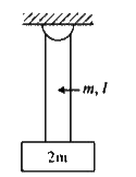 A block of mass 2m is hanging at the lower and of a ropeof mass m and length the l, the other end being fixed to the ceililng. A pulse of wavelength lamda(0) is produced at the lower of the rope.         The time taken by the pulse to reach the other end of the rope is: