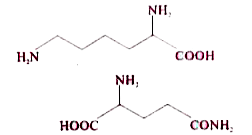 Following two amino acids lysine and glutamine dipeptide linkage. What are the two possible dipeptides ?