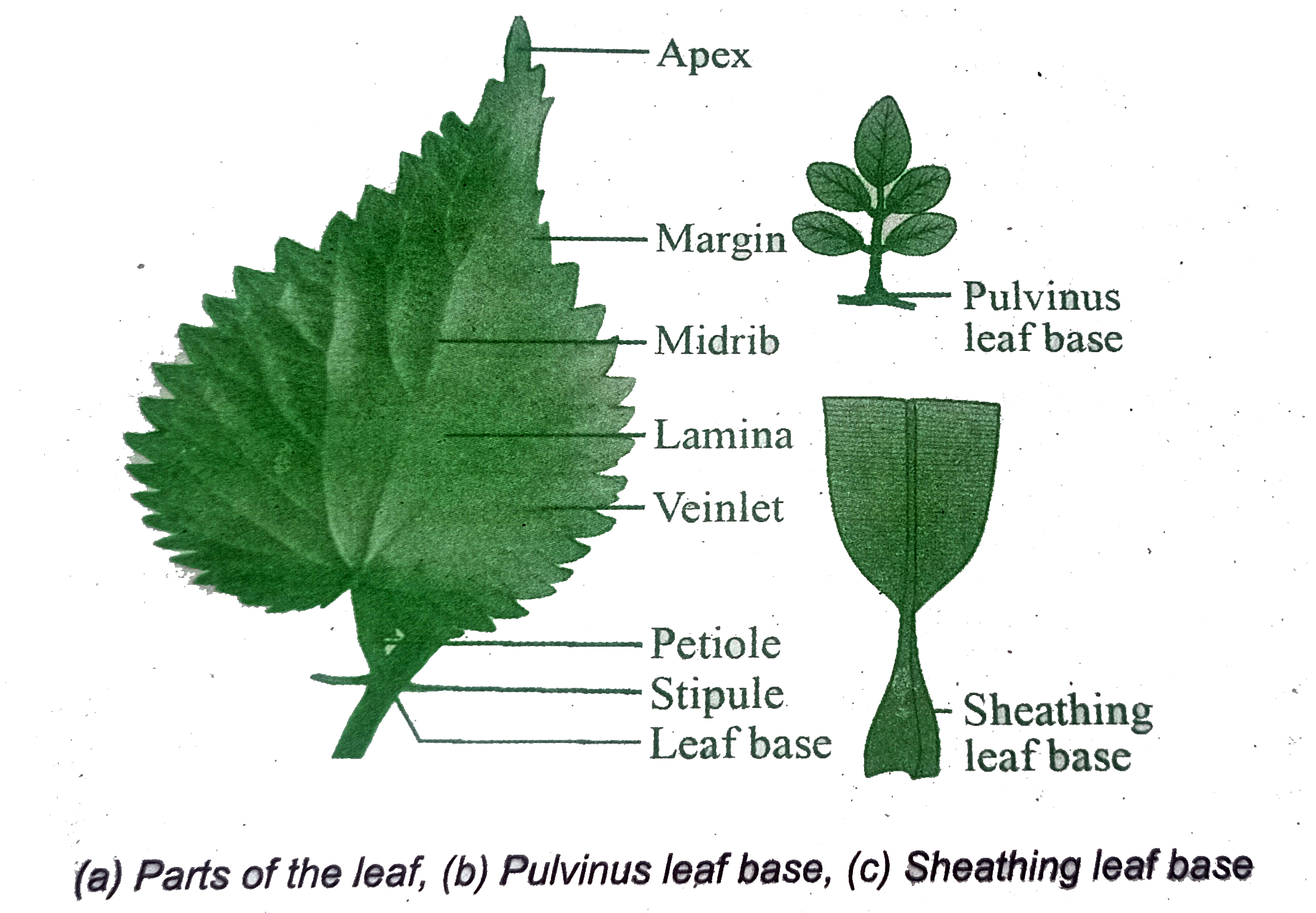 Parts Of A Leaf Diagram