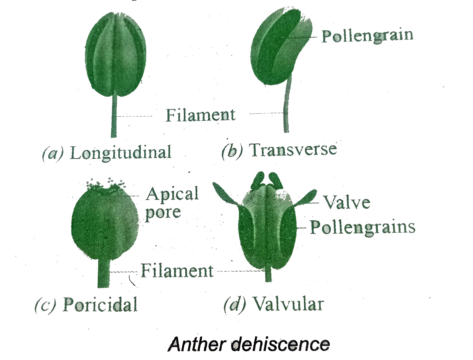 structure-of-anther-and-explain-biology-16229301-meritnation