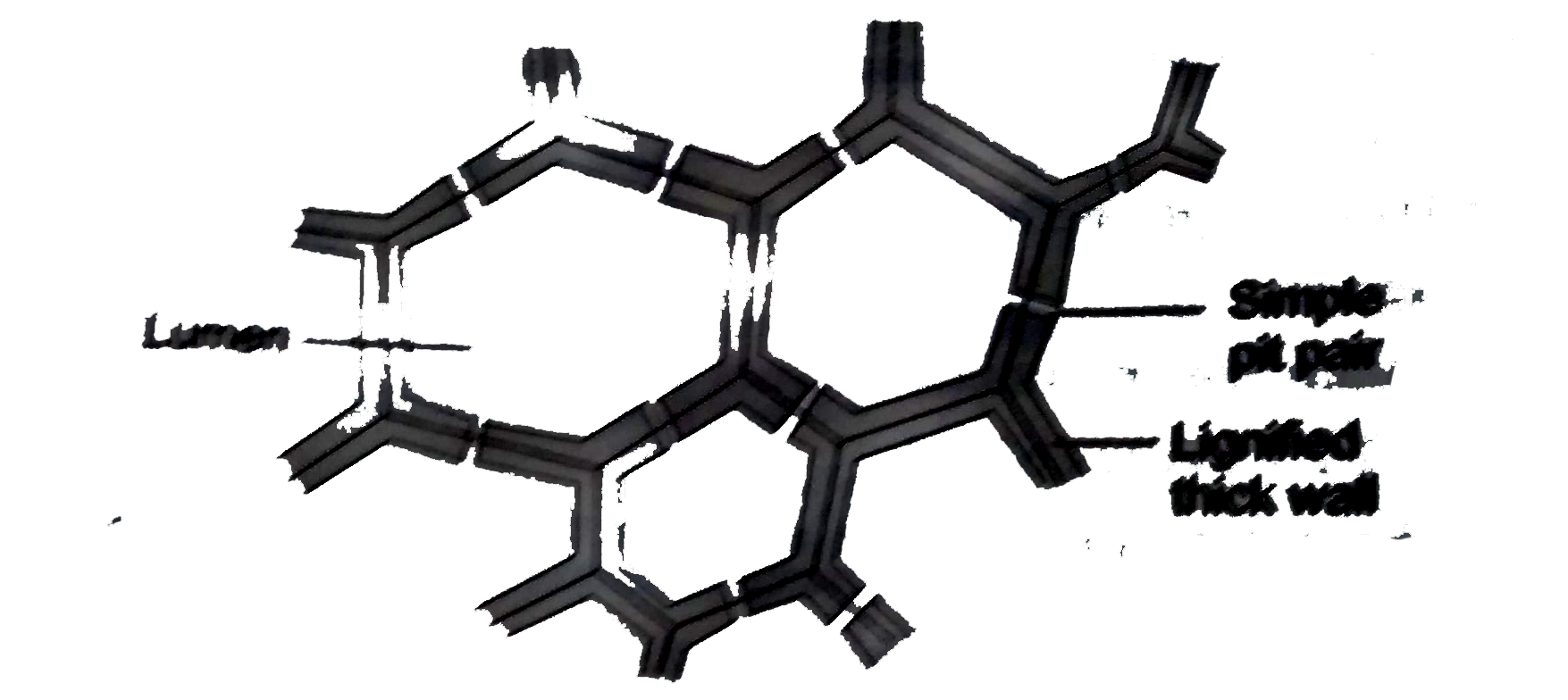 sclerenchyma diagram