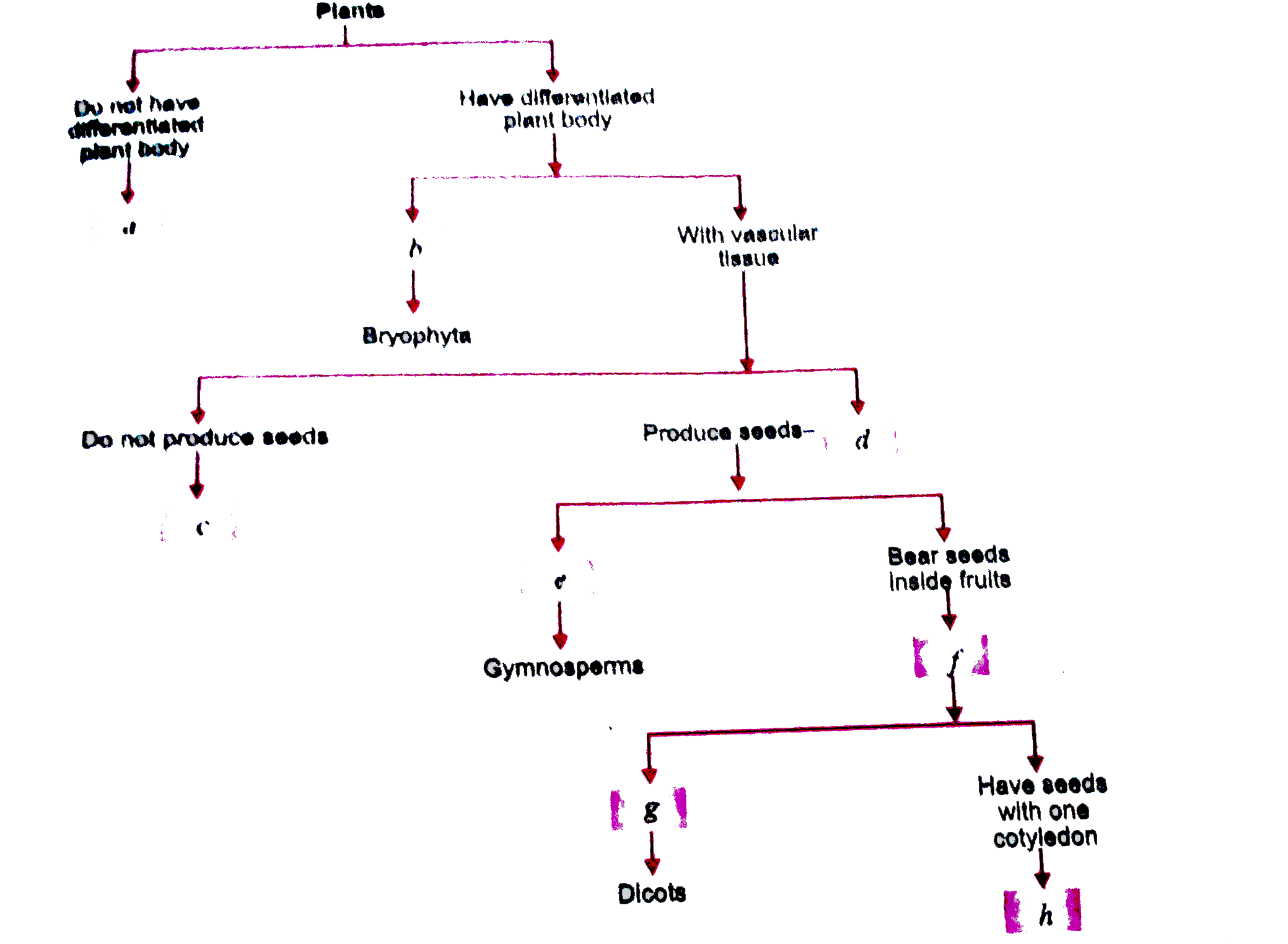 Fill in the boxes given if Fig. with appropriate characteristics/plant groups (s)