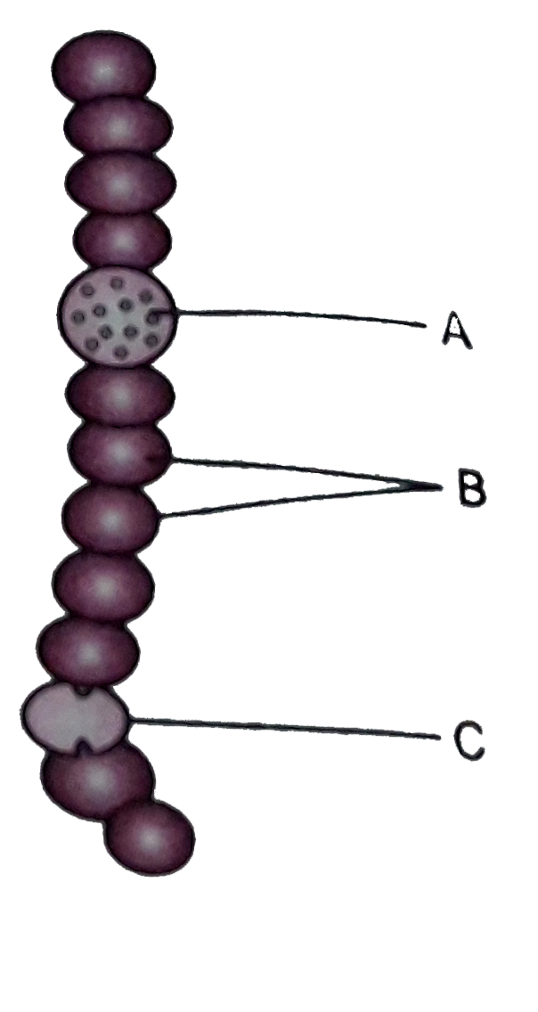 (a) The organism is Anabaena belonging to group .   (b) A=     B=   C=     (c) Mode of nutrition is   (d) These organissm do not have a defined .