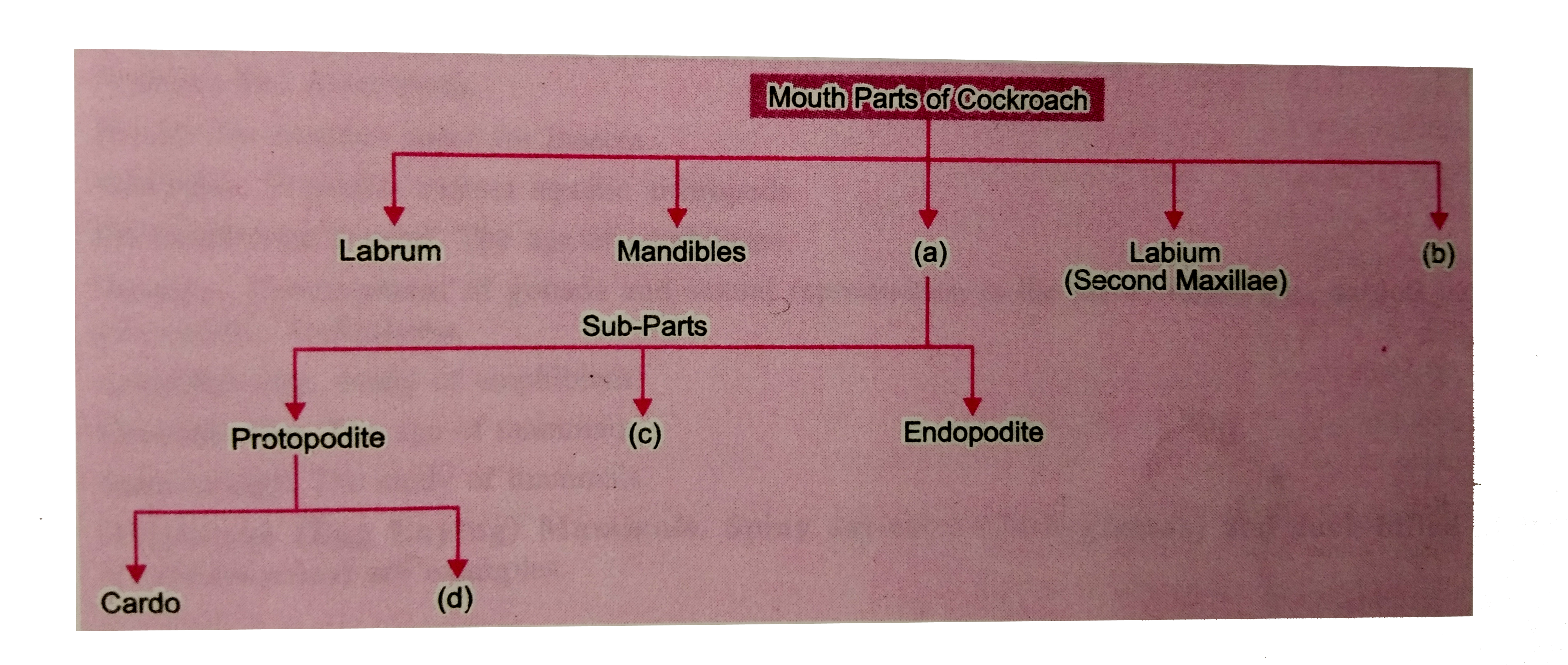 Carefully study the incomplete flow chart of mouth parts of cockroach. Fill in the blanks (a),(b),(c) and (d).