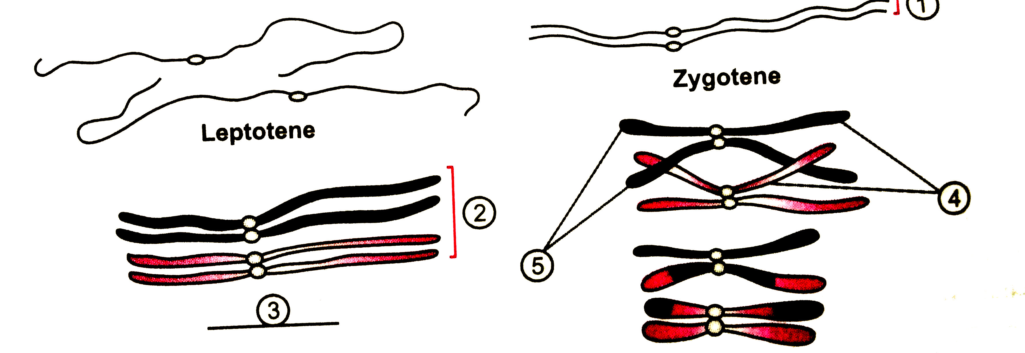 Study the following diagrams(depicting behaviour of chromosomes in meiosis)carefully and label the point 1,2,3,4 and 5.