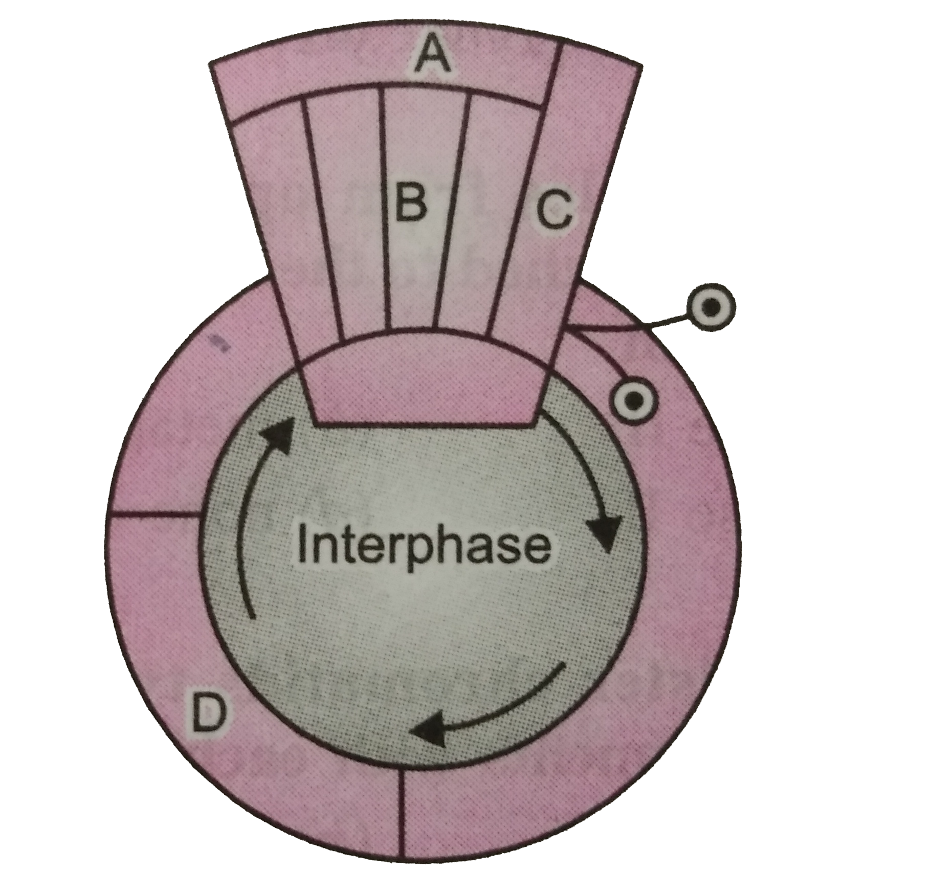 Gives is a schematic break-up of the phases/stage of cell cycle :       Which one of the following is the correct indication of the stage/phase in the cycle?