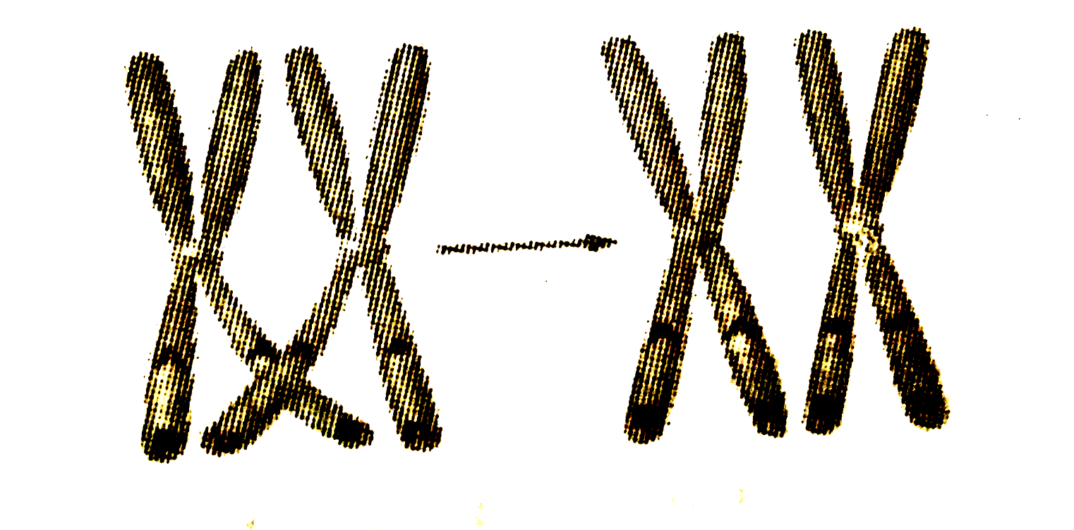 Given below is the representaton of a certain event at a particular stage of a type of cell division.Which is this stage ?