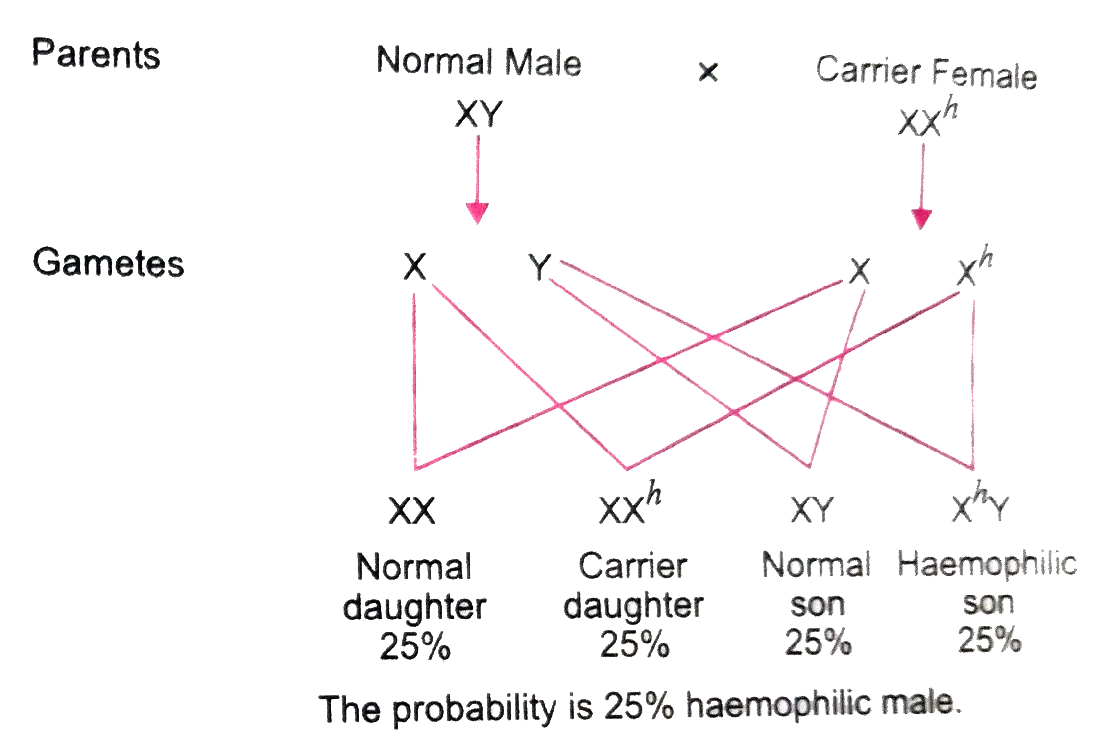 Haemophilia is a sex linked recessive disorder of humans. The pedigree