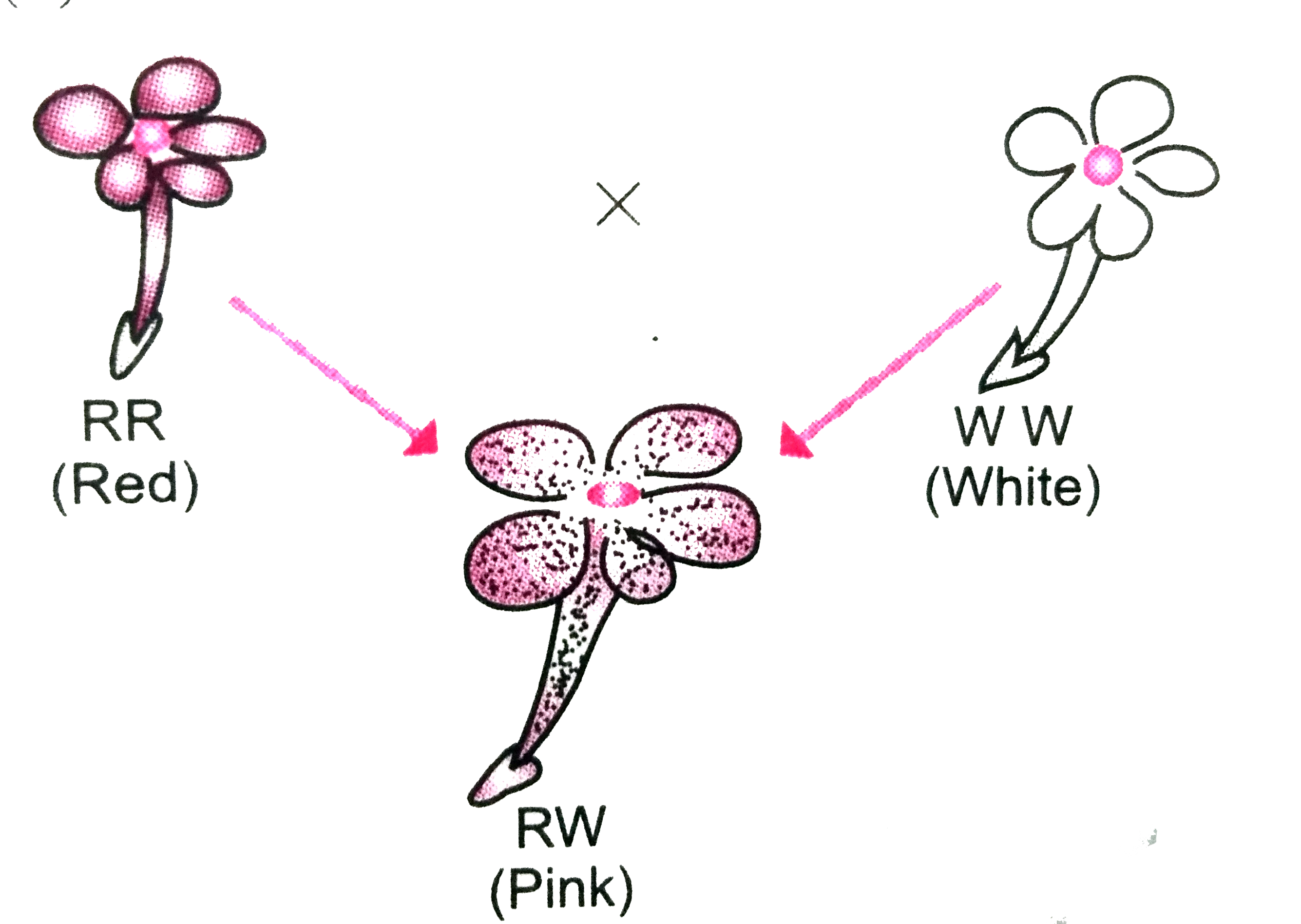 Observe the above figure and answer the following questions-   (a) Name the plant in which the above was made and by whom?    (b) What phenomenon does this cross shows.