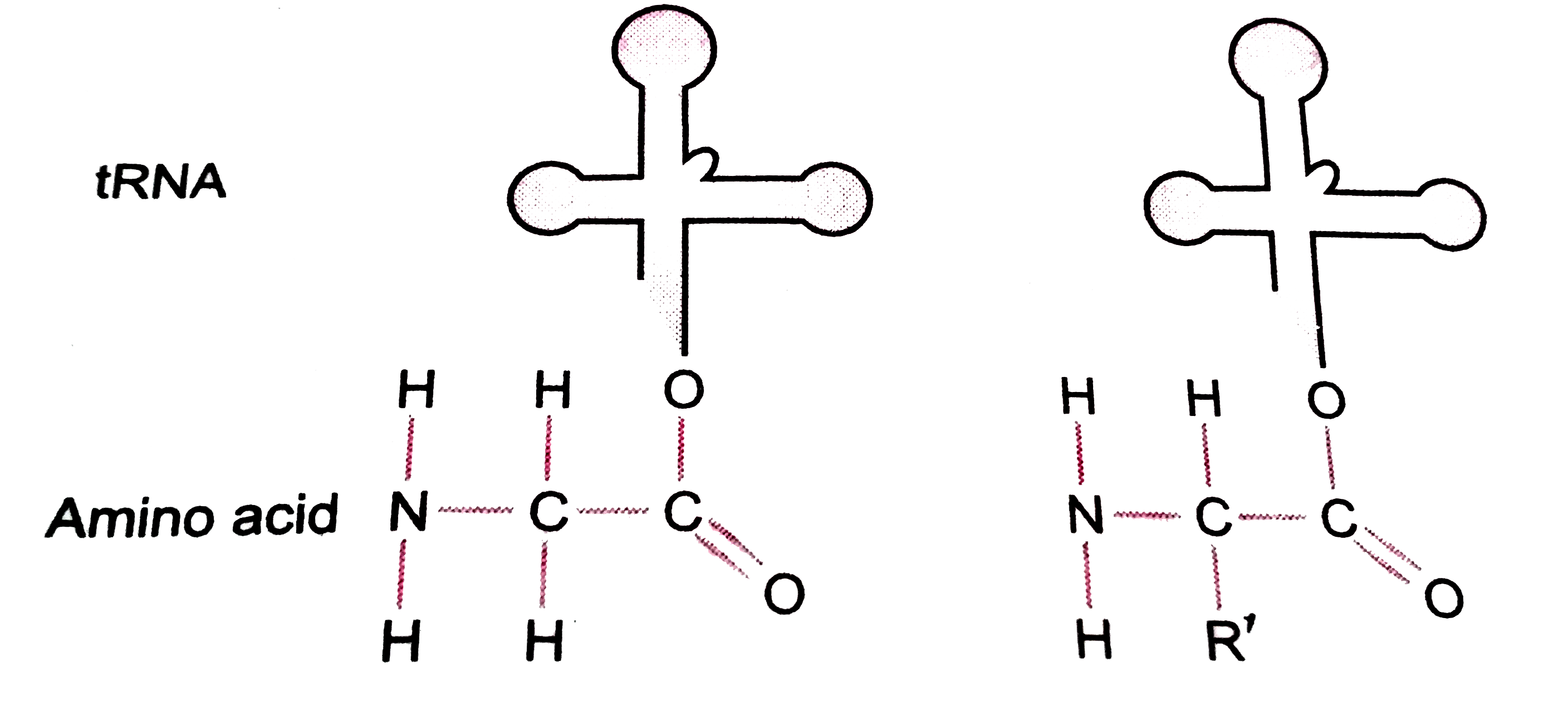 The carboxyl group (-COOH) of one amino acid reacts with an amino group (-NH(2)) of other amino acid to form a peptide bond (-CO-NH). Make a peptide bond between the two amino acids by removing water molecule in the given figure