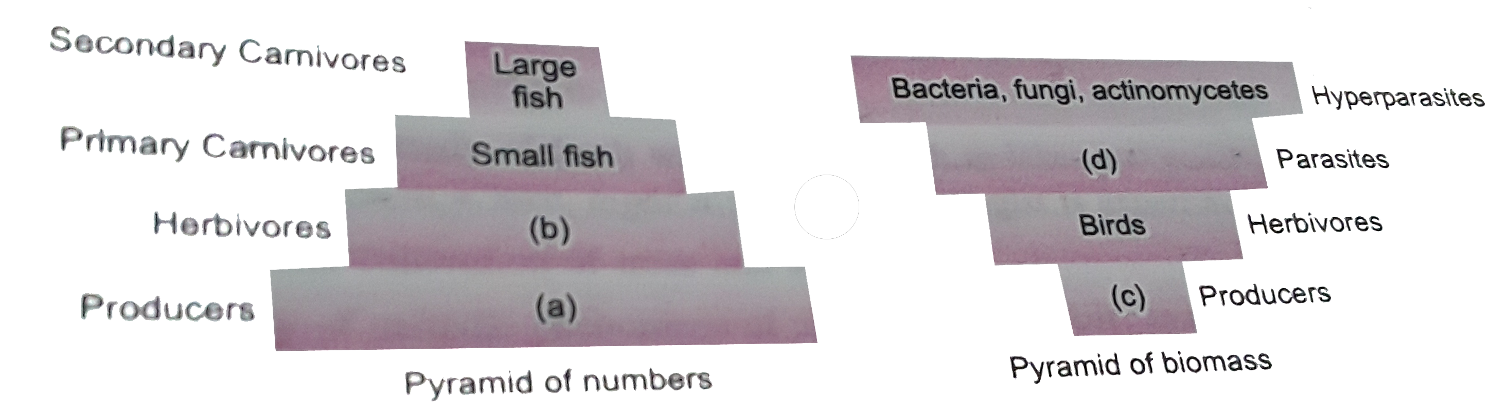 Given below are two figures depicting pyramid of numbers and pyramid of biomass in aquatic ecosystem and parasitic food chain. Observe the figures carefully and fill in the blanks (a), (b), (c) and (d).
