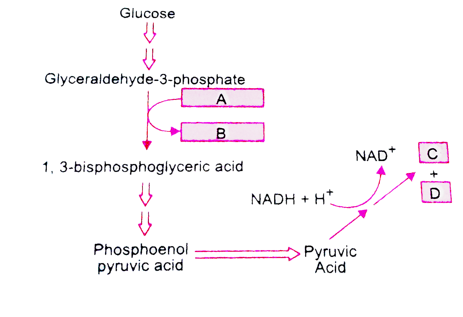 Study the following figure and label A, B, C and D    Pathway of Anaerobic respiration in yeast