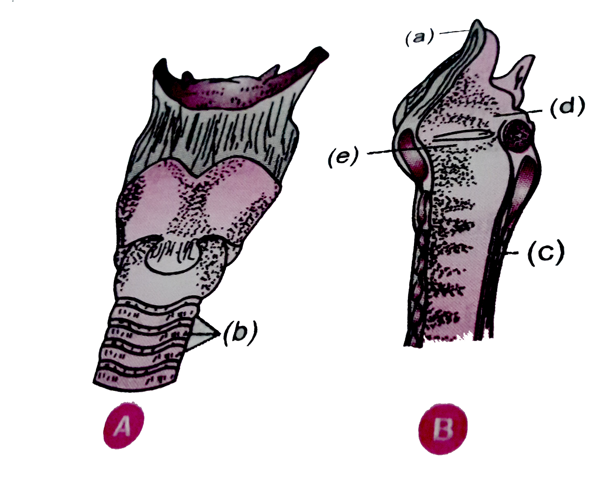 Study  the figure  depicting  human  larynx  carefully  and  answer  the following  question:    (i)  some  parts  are labelled  as a,b,c,d,e . Name  them   (ii) Write  one major  function of each of these.